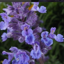 New Fresh Seeds Nepeta Parnassica Greek Catmint Seed - $8.88