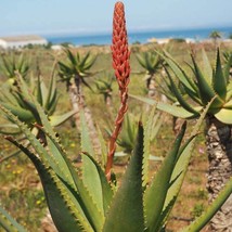 Krantz Aloe Seeds Aloe Arborescens Better Than Aloe Vera 10 Seeds Garden Fast Sh - $19.94