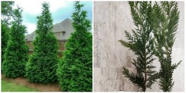 Murray Cypress Tree - Live Plant - 6-12" Tall - 2.5" Pot - Christmas Tree - H0 - $75.99