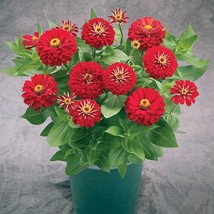 2R11D2 Zinnia Seeds Zinnia Preciosa Red 100 Seeds Gardening USA Shipping - $40.45