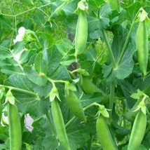 Sugar Snap Peas Garden Peas Sugar Snap Peas Canning Peas Sweet Garden Peas 100 S - £4.84 GBP