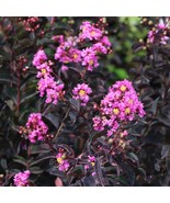 Lavender Skies Thunderstruck Crape Myrtle Starter Lagerstroemia STARTER ... - $771.57 MXN