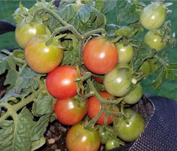 Item image 1 image 1