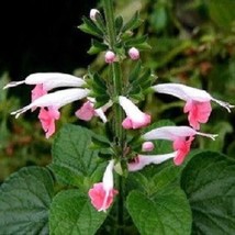 New Fresh Seeds 40 Coral Nymph Hummingbird Salvia Coccinea Perennial Flower Seed - $27.28