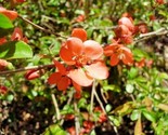 15 seeds Coraline Quince Chaenomeles X Superba Cv Corallina - £9.49 GBP