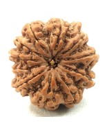 Rare 11 Mukhi Ganesha Rudraksha - Collector - 25.24 mm - Nepal - IGL Cer... - $312.60 CAD