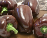LWK 25 Chocolate Beauty Pepper Seeds Non Gmo Fast Shipping - $14.12