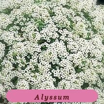 Alyssum Carpet Of Top Quality Snow Flower Seeds Fresh And Hand Packaged - $2.30