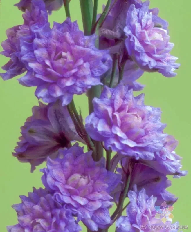 200 Highlander Blueberry Pie Delphinium Seeds Fresh Seeds - $9.86