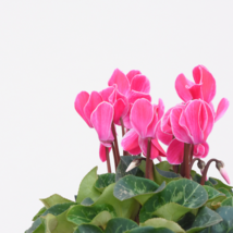 Cyclamen Mixed 4 Colors Pink Light Pink Purple Bi-color Big Blooms Peren... - $8.47 CAD