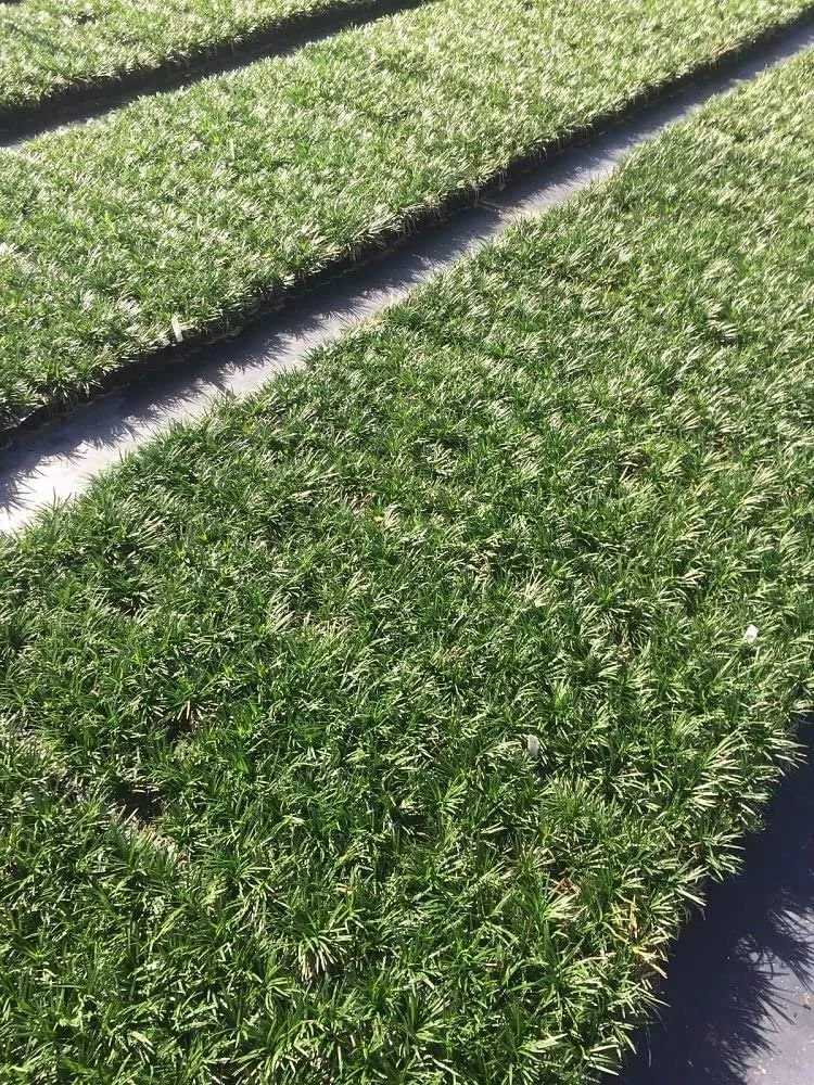 Dwarf Mondo Grass 20 Live Plants Shade Loving Ground Cover - £79.64 GBP