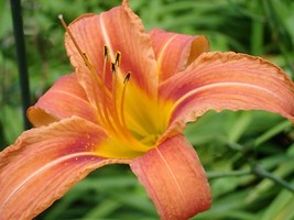 50 wild dalily bare root plants,Hemerocallis fulva - £21.58 GBP