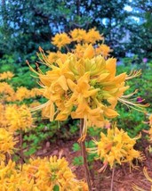 AWS Gold Strike Aromi Azalea Rhododendron Deciduous Small Starter Plant ... - $37.49