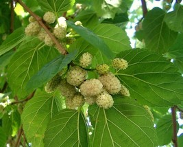 Morus Alba (White Mulberry) 50 seeds - £1.51 GBP