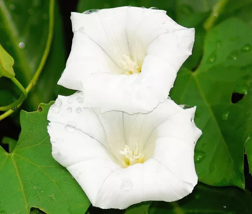 10 Triple Pink Angel Trumpet Flower Brugmansia Datura - $10.86