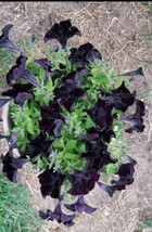 Petunia Black Flower 100 Pure Fresh 2023 Seeds   - £5.94 GBP