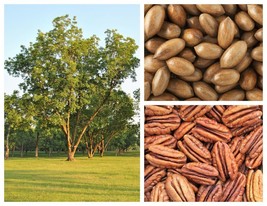 VP Hardy Pecan Tree Carya Illinoinensis King Nut Native Fruit Tree 5 Seeds - £5.02 GBP
