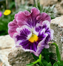 250 Ruffled Pansy Flower Seeds Hardy Annuals - $6.27