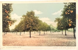 Orange Grove, Florida, vintage postcard - £9.39 GBP
