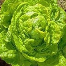 White Boston Lettuce Seeds Gardening Easy Grow Usa Shipping - $7.97