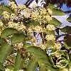 Aralia Spinosa Devils Walking Stick Native 5 seeds Fresh Gardening - $17.96