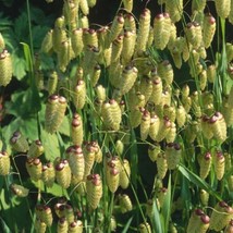 Quaking Grass Ornamental Grass Seeds Briza maxima 50 Seeds Fresh Seeds - $13.98