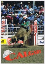 Postcard Steer Riding World Famous Calgary Stampede Alberta - £1.69 GBP