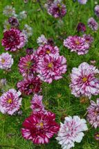 25 Seeds Double Click Violet Cosmos Flower Seeds - $14.99