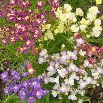 FAIRY BOUQUET SNAPDRAGON SEED MIX Linaria maroccana 2000 Seeds for Planting - $17.00