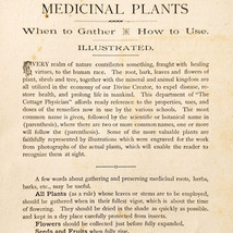1893 Medicinal Plants Medical Practice Pages Section From Cottage Physic... - $29.99