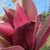 Magnolia Burgundy Spire Red Flowering Magnolia 30 Inch Tall Ships Bare Root New  - $128.90