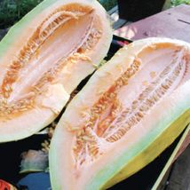 25 Seeds Banana Melon Seeds NON-GMO Heirloom | Fresh From US - £6.66 GBP
