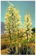 Yucca In Bloom Mojave Desert Cactus Postcard - £5.37 GBP