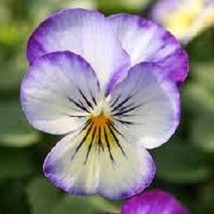 Seeds USA Seller 30 Penny Purple Picotee Viola Flower Seeds - £21.40 GBP