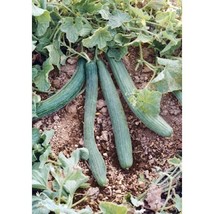 New Fresh Seeds 25 Italian Cucumber Seeds Tortarello Verde Scuro Gourmet - $3.98