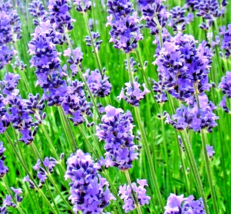 800+ Seeds Lavender Spring Perennial Mosquito Bug Repelling Herb Bees NON-GMO - £10.24 GBP