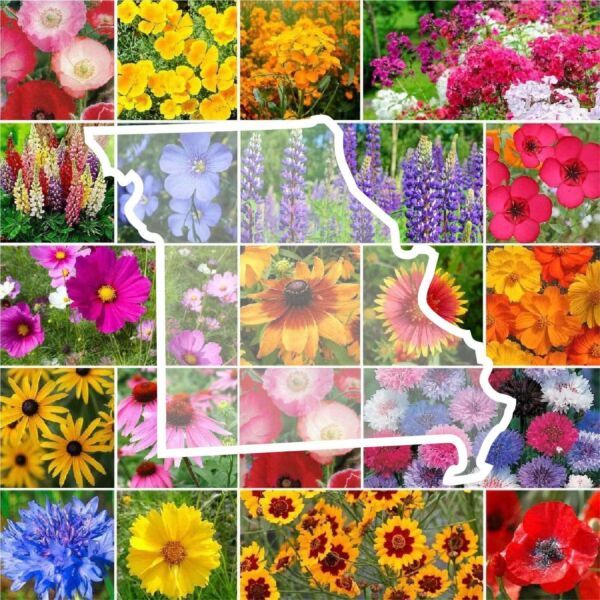 Primary image for FA Store 1000 Seeds Wildflower Missouri State Flower Mix Perennials Annuals Usa