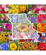 FA Store 1000 Seeds Wildflower Missouri State Flower Mix Perennials Annu... - £7.91 GBP