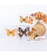 Resin Insect Specimen Paperweight Butterfly Specimen Handmade Craft Orna... - £23.44 GBP