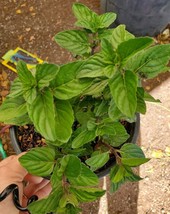 Spearmint Live plants ~Mentha ~Mint ~Menta Perennials Herbs Culinary Tea... - £23.23 GBP