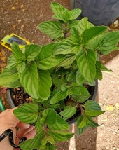 Spearmint Live plants ~Mentha ~Mint ~Menta Perennials Herbs Culinary Tea Plants - £23.18 GBP