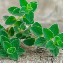 New Fresh Seeds Greek Oregano Seeds 100 Seeds - $15.58