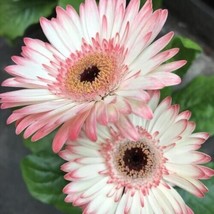 RD 200+ White &amp; Pink Gerbera Daisy Seeds for Garden Planting  - $99.15 MXN