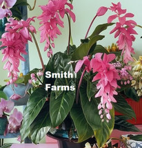 25 Seeds Pink Medinilla Magnifica Flower From US  - $10.25