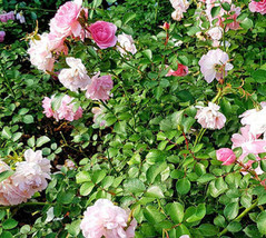 Rosa Chinensis Miniature Rose Angel Wings 10 Seeds USA Garden - £14.70 GBP