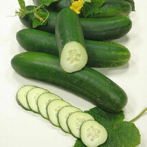 AD 25 Seeds Swing Cucumbers ing Edible Food Canning Pickling Home Garden - $255.54 MXN