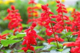 FA Store 300 Seeds Sage Red Scarlet Salvia Annual, Perennial Hummingbird Flowers - £7.93 GBP