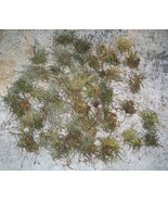 35 South Florida Tillandsia Crocata Tristis Spanish Moss Air Plants Arts... - £19.46 GBP