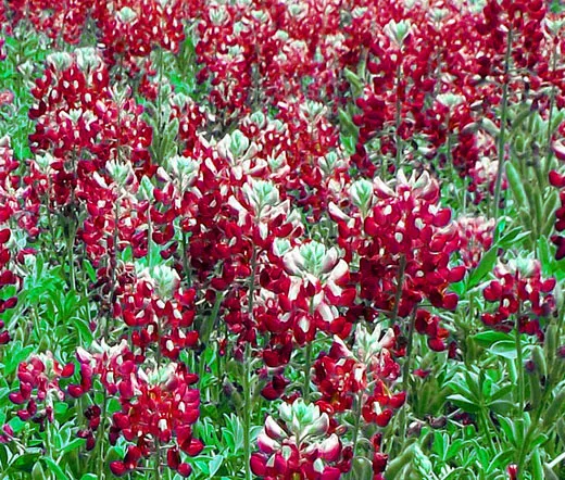 Maroon Red Texas Bluebonnet Lupinus Texensis 100 Fresh Seeds - £79.91 GBP
