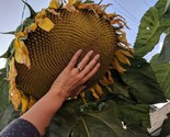 10 Mammoth Grey Stripe Sunflower Seeds Huge Giant Large SunflowersFresh ... - $8.99